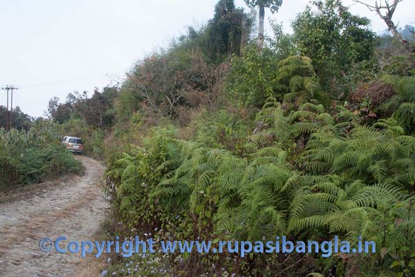 Road-to Icchey Gaon